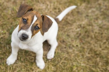 Üç aylık köpek yavrusu Jack Russell Terrier çimüzerinde yürüyor. Köpek yetiştiriciliği. Evcil hayvanlar ve bakım.