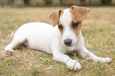 Üç aylık köpek yavrusu Jack Russell Terrier çimüzerinde yürüyor. Köpek yetiştiriciliği. Evcil hayvanlar ve bakım.