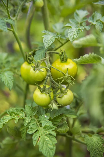 Plant textures and backgrounds.Bunches of ripening tomatoes on a Bush seedlings . Gardening and crops. Green texture