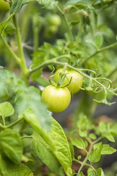 Plant textures and backgrounds.Bunches of ripening tomatoes on a Bush seedlings . Gardening and crops. Green texture