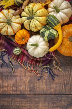 Sonbahar hasadı. Ekose battaniye üzerinde farklı çeşitleri dekoratif kabaklar . üst görünüm.ahşap arka plan. Akçaağaç yaprağı