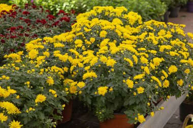 sepetler içinde sayaç üzerinde renkli krizantem. büyüyen çiçekler.