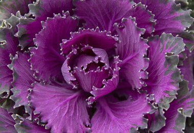 Kırmızı dekoratif lahana üst görünümü. Bitki arka planı. Bahçe ve ev bahçesi