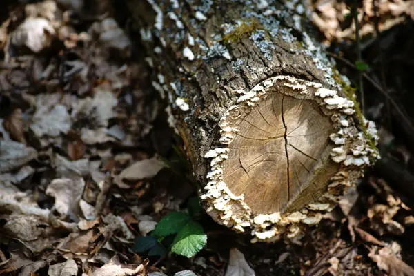 Faulender Baumstumpf Ein Morscher Baumstumpf Auf Dem Waldboden Mit Pilzen — Stockfoto