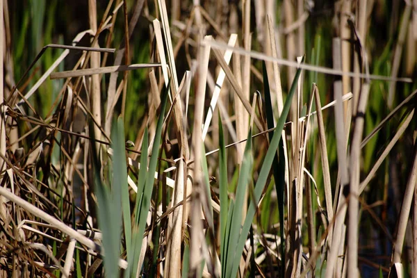 池塘边缘的干芦苇草 绿色和干芦苇 — 图库照片