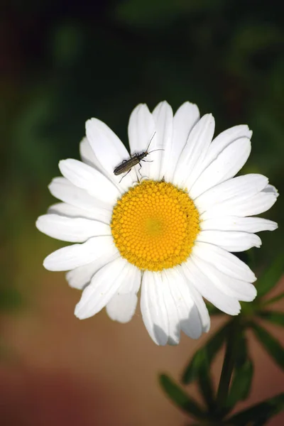False Blister Beetle Daisy Close Top View White Blossom Daisy — Stock Photo, Image