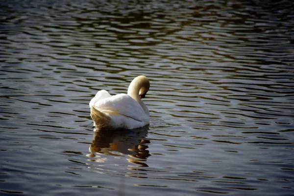 Swan Reflected Water Portrait Swan Slightly Wavy Water Surface River — Stock Photo, Image