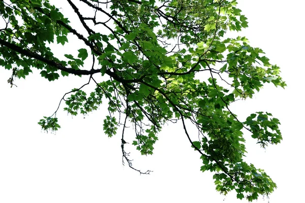 Навіс Перед Білим Тлом Навіс Дерево Листяного Дерева Зеленим Листям — стокове фото