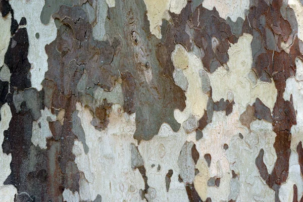 Kabuk çınar yakın çekim / çınar çınar acerifolia kabuğu close-up.                             