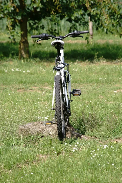 桜の木立の中自転車 自転車が桜の木立や剪定桜並木の桜の木のプランテーションの端に立っています — ストック写真