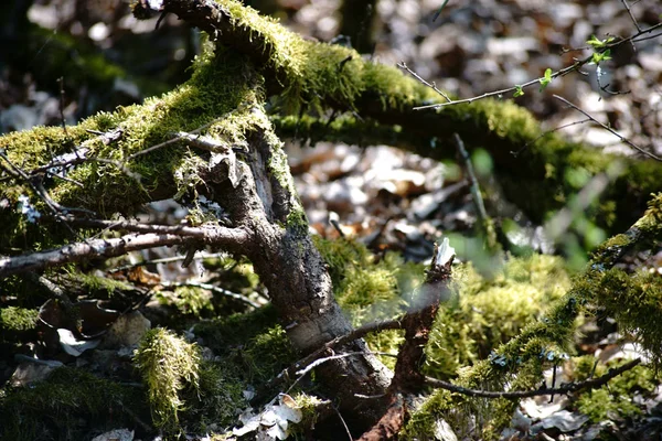 Mossy Branches Twigs Mossy Branches Twigs Well Deadwood Forest Floor — Stock Photo, Image