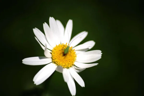 Grasshopper Daisy Macro Close Speckled Bush Cricket Middle Calyx Daisy — Stock Photo, Image