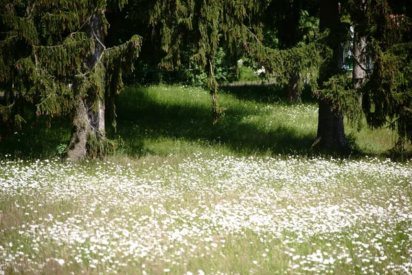 Wilde Wiese Unter Nadelbäumen Eine Wilde Wiese Mit Gänseblümchen Unter — Stockfoto