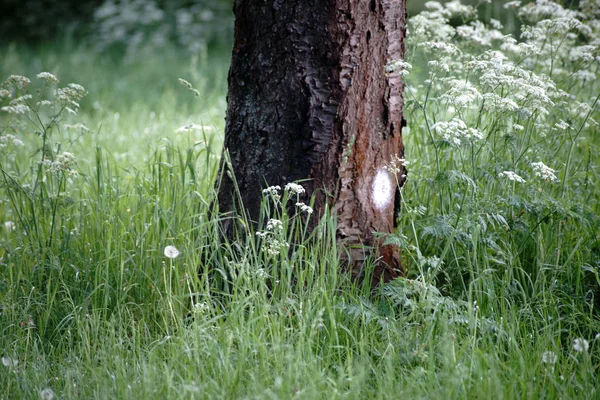 Marca Del Árbol Marca Del Árbol Árbol Forma Punto Blanco — Foto de Stock