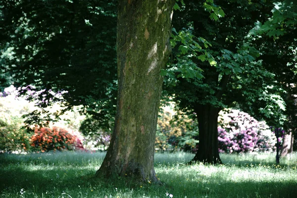 Schattige Bäume Garten Bäume Einer Park Und Gartenpflanze Werfen Schatten — Stockfoto