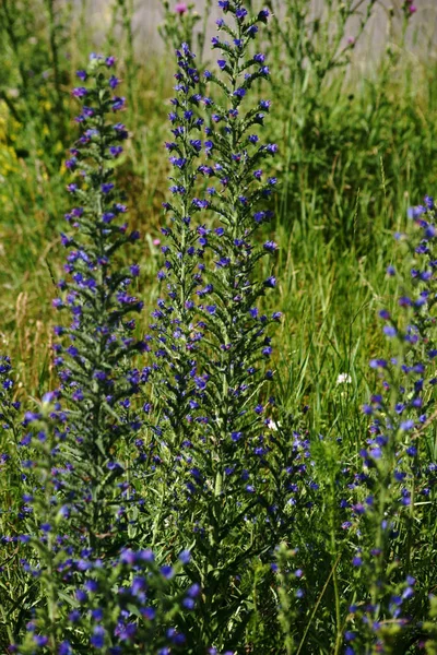 バイパーのバグロス 前景にバイパーズバグロスの花を持つ野生の草原 — ストック写真