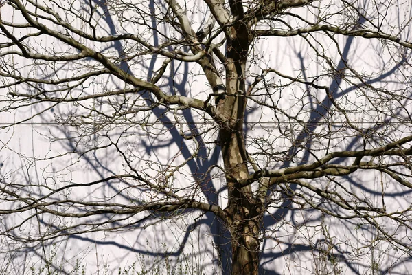 Дерево Лита Тінь Дерево Ливає Тіні Гілок Гілок Яскравому Гофрованому — стокове фото