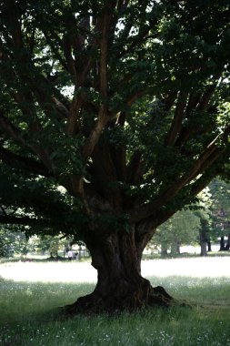 Parkta boğumlu ağaç / gnarly ve çok eski bir ağaç bir parkta bir çayır üzerinde duruyor.                          