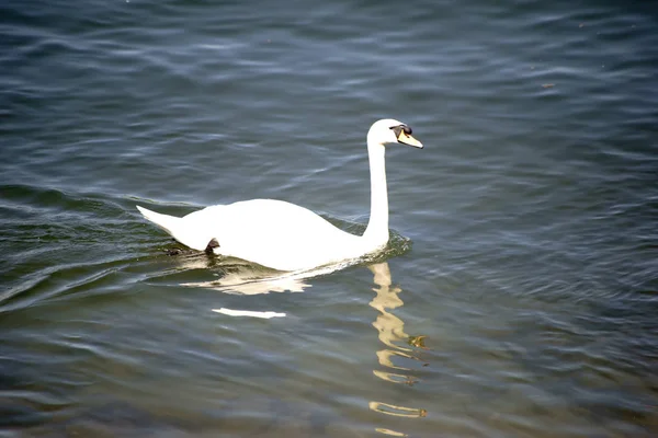 Swan Jest Odzwierciedlone Wodzie Portret Łabędzia Powierzchnię Lekko Falująca Woda — Zdjęcie stockowe