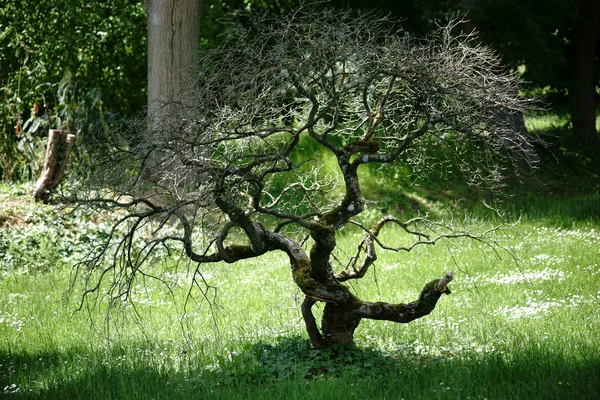 Árvore Bonsai Torcidos Crescer Uma Árvore Bonsai Pequeno Feio Cujos — Fotografia de Stock