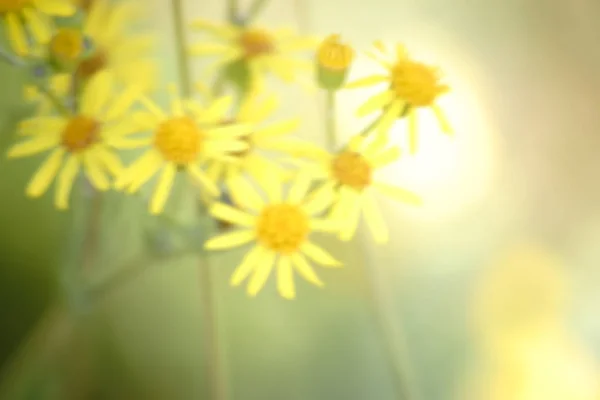 Fleur Camomille Jaune Fleurs Camomille Jaune Dans Rétroéclairage Flou — Photo