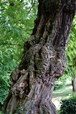 İnosculation ağaç üzerinde / bir inosculation veya ağaç gövdesi üzerinde çıkıntı ile budaklı ve çok eski bir ağaç.                      