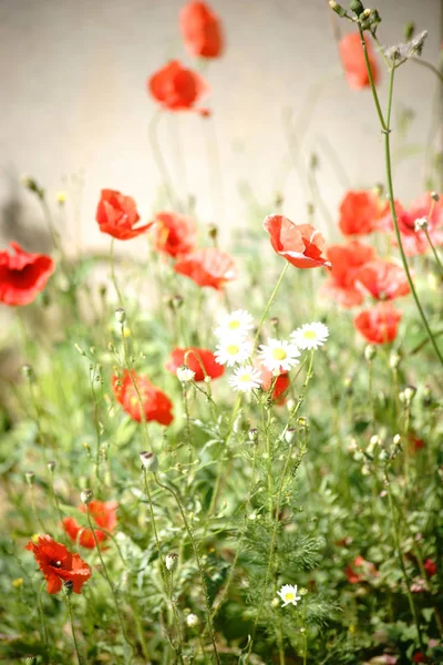 Bright Red Poppy Flowers Poppy Flowers White Daisies Glowing Bright — Stock Photo, Image