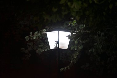Gece lambası / bir gece lambası ve fener gece aydınlatan bir ağacın dalları ve yaprakları.              