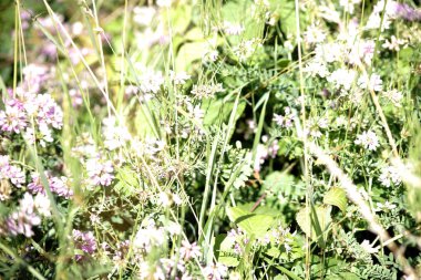 Yonca ve otlar ile vahşi çayır / yonca, otlar ve bitkiler yanı sıra çeşitli kır çiçekleri ile vahşi bir çayır.                           