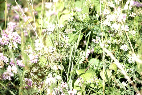 Yonca ve otlar ile vahşi çayır / yonca, otlar ve bitkiler yanı sıra çeşitli kır çiçekleri ile vahşi bir çayır.                           