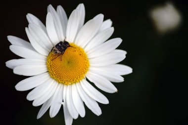 Daisy Tarih valgus hemipterus / yakın çekim ve üstten görünüm üzerinde bir papatya Valgus hemipterus ile beyaz çiçek polen beetle.                 