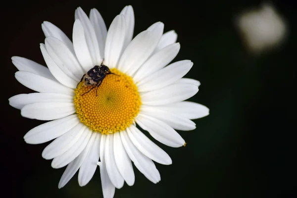 Valgus Hemipterus Daisy Close Top View White Blossom Daisy Valgus — Stock Photo, Image