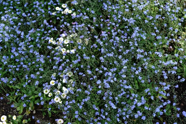 忘れ私ない花 上部表示ワスレナグサの花と散乱のヒナギクの花の海の間に — ストック写真