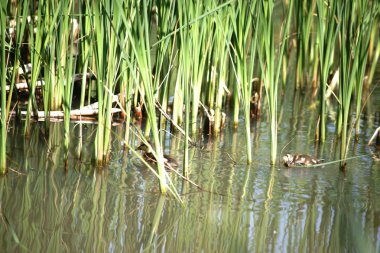 Ducklings arasında reed çimen / ördek yavrusu reed otlar kıyısında arkasında suda yüzmek.                            
