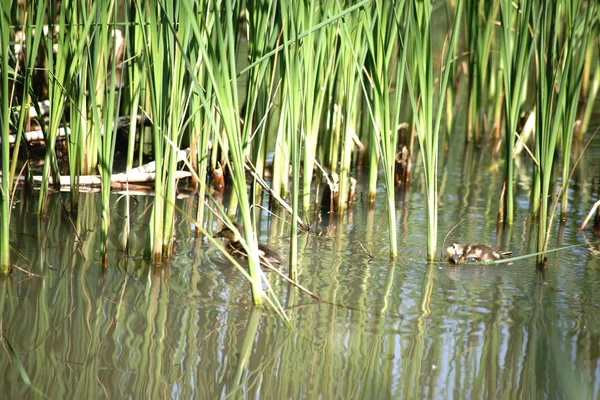 Ducklings Reed Grass Ducklings Swim Water Tucked Reed Grasses Shore — Stok Foto