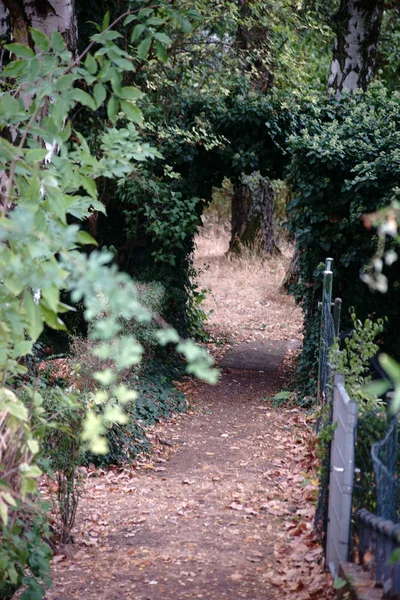 Forest Path Narrow Path Surrounded Mixed Forest Fence — Stock Photo, Image
