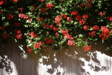 Kırmızı balkon çiçekleri / kırmızı balkon çiçekleri bir balkon ve dökme gölgeler asmak