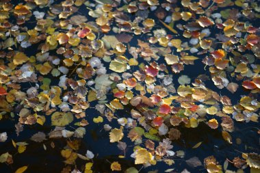 Nehir kıyısında yaprak / bir nehir kıyısında çeşitli yaprak döken ağaçlar yaprak