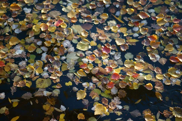Daun Musim Gugur Tepi Sungai Daun Musim Gugur Dari Berbagai — Stok Foto