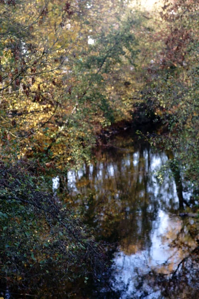 秋の川の風景 秋の茂みと落葉性森林の水辺ゾーンを介してストリームの水のゆらめく — ストック写真