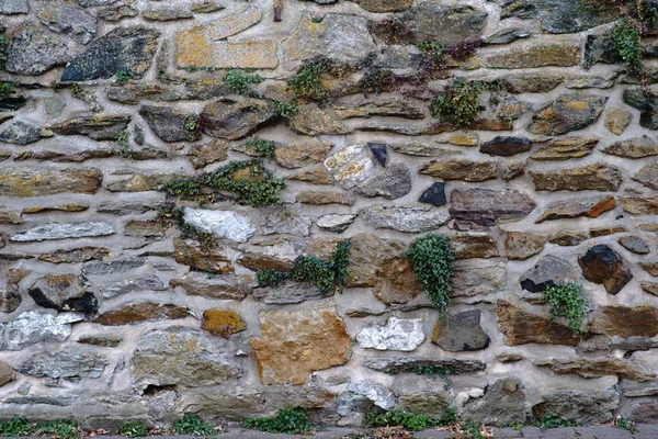 素朴な壁クローズ アップと千鳥 壊れた石の素朴な壁に散在の壁のひびで多肉植物 — ストック写真