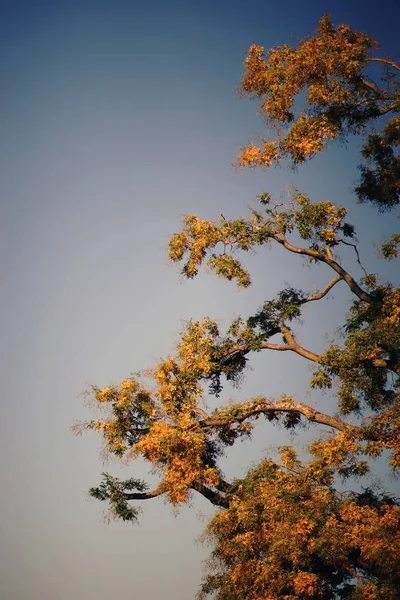 トゲスギミドリイシ ウルシ紅葉 秋の結石ウルシの点灯カラフルな葉 — ストック写真