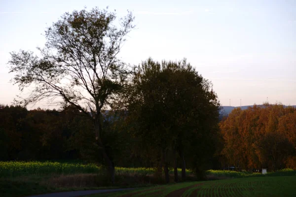 Árvores Outono Longo Dos Campos Paisagem Outono Com Árvores Outono — Fotografia de Stock