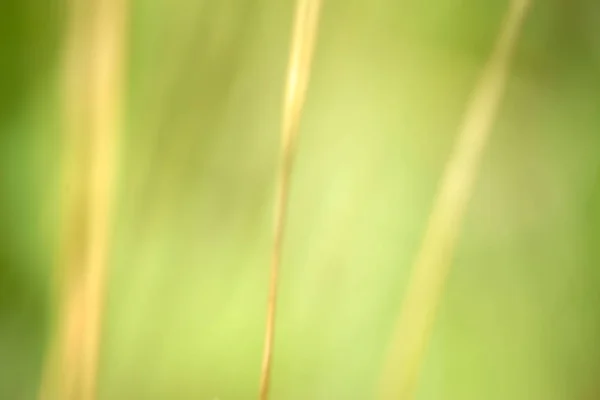 穀物芒マクロ新鮮で緑の穀物のクローズ アップ マクロ耳芒 風の中で — ストック写真