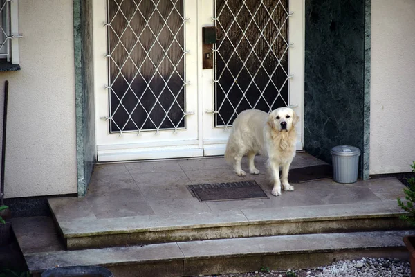 Golden Retriever konut giriş korur / altın geri almak bir konut bina girişi önünde duruyor ve kapıyı korur