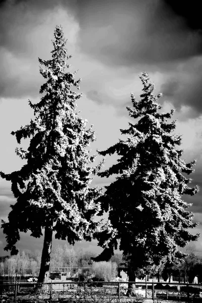 Tannenbäume Bei Regenwetter Dunkle Regenwolken Mit Leichten Brüchen Vor Zwei — Stockfoto