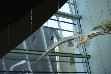 Balina iskeleti Denizcilik Müzesi / balina iskelet bir balina bebek veya çocuk Deniz Müzesi Stralsund içinde tavan üzerinde 06 Nisan 2013.