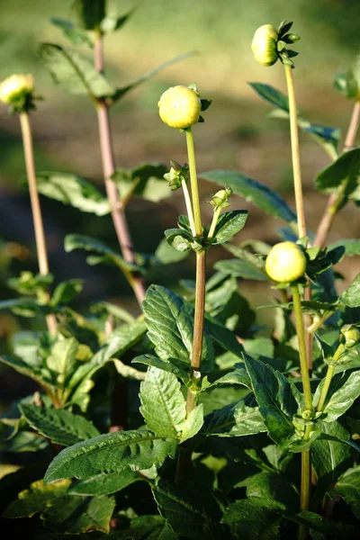 Dahlia Tomurcuk Baharda Bir Dahlia Yeşil Çiçek Tomurcuk — Stok fotoğraf