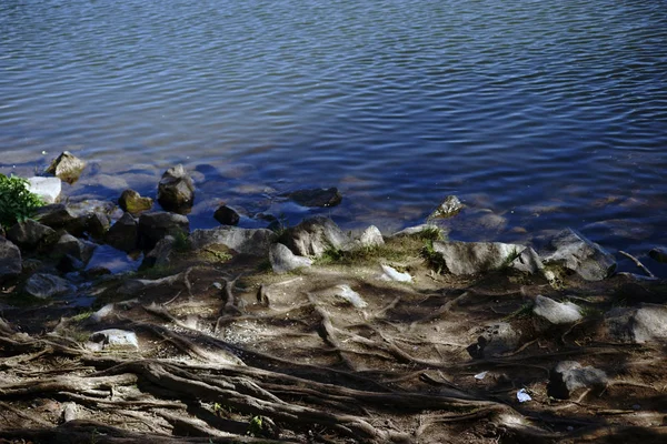 Wortels Veldstenen Oeverzone Oeverzone Van Een Rivier Met Wortels Die — Stockfoto