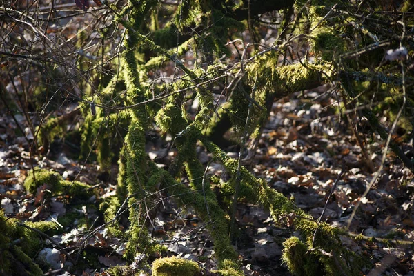 モッシーデッドウッド モッシーの枝や小枝だけでなく 日光の下で森の床に枯れ木 — ストック写真
